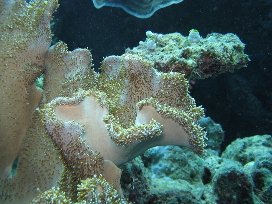 Dive Photos/2009-07 Great Barrier Reef/img_0945.jpg